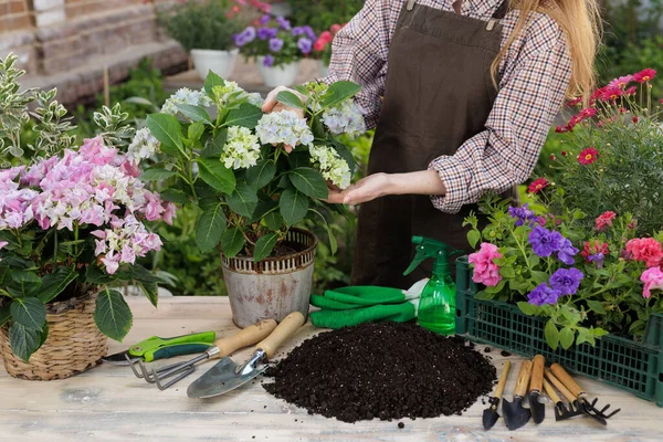 Bahçıvan kadın ortancayı teras masasında toprak, eldiven ve aletlerle donatıyor, bir web sitesi afişi veya ev bitkisi bakımı ve bahçıvanlığı hakkında blog için.