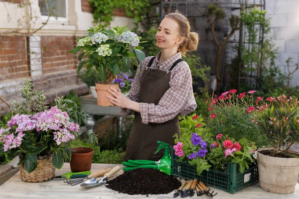 Önlüklü gülümseyen kadın arka bahçede toprak ve aletlerin yanında ortanca saksısı tutuyor. Web sitesi afişi ya da bahçe işleri, yeniden saksı ve bitki bakımı hakkında blog yazmak için ideal.