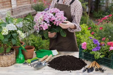 Bahçıvan, toprak ve dışarıda saksı açmak için aletlerin yanında saksı ortancaları bulundurur. Web sitesi afişi veya bahçe ve bitki bakımı konulu blog için ideal.