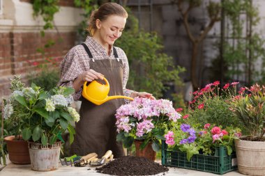 Kadın suları arka bahçedeki saksı masasında meyve sulama kutusuyla ortanca saksısı kurmuştu. Web sitesi afişi veya bahçe işleri, sulama ve bitki bakımı konulu blog için.