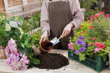 Bahçıvan açık havada ortanca çiçeklerinin yanında kil çömleğe toprak ekler. Yeniden saksı ve bitki bakımı hakkında web sitesi afişi veya blog için kullan.