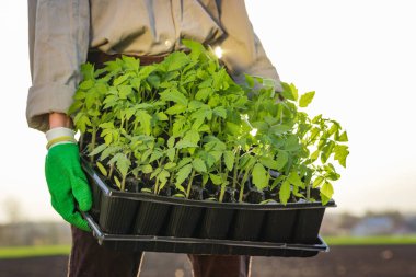 Bahçıvan elinde bir tepsi taze domates fidelerini parlak arka planda tutuyor. Tarım ve bahçıvanlık kavramı web sitesi afişi reklamları ve mevsimsel ekme promosyonu için idealdir.