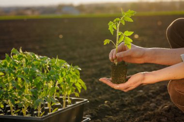 Tarladaki ekin tepsisinden alınan toprak tohumu ile genç bir domates tohumu tutan eller. Tarım ve bahçıvanlık konsepti web sitesi afişi reklamları ve mevsimlik ekim promosyonu.