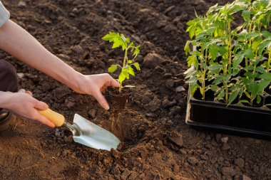 Eller, genç bir domatesi el küreğiyle hazırlanmış toprağa yerleştiriyor. Tarım ve bahçıvanlık konsepti web sitesi afişi reklamları ve mevsimlik ekim promosyonu.