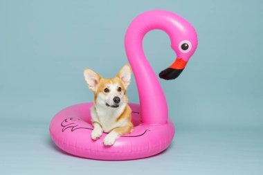 Stüdyoda pembe şişme flamingo içinde poz veren Corgi köpeği. Yaz tatili, seyahat promosyonu, turizm ve fotokopi alanı olan evcil hayvan yaşam tarzı reklamları için ideal..