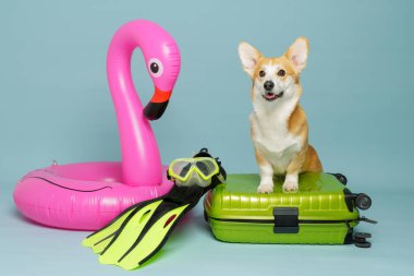 Corgi köpeği şişirilebilir flamingo ve şnorkelle yüzme teçhizatıyla bavullara poz verdi. Seyahat, tatil, turizm ve fotokopi alanı olan evcil hayvan yaşam tarzı reklamları için ideal.