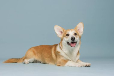 Mutlu Corgi köpeği yalan söylüyor ve stüdyoda gülümsüyor. Hayvan bakımı, yaşam tarzı markalaşması, veterinerlik ve fotokopi alanı ile reklam için ideal..