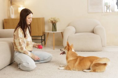 Genç bir kadın halıda diz çöküp Corgi köpeğini sıcak bir oturma odasında kırmızı bir topla eğitiyor. Kapalı bir yaşam tarzı. İtaat, bağlılık ve pozitif hayvan davranışlarını gösteriyor..