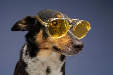 Evcil köpek ileriye bakarken sarı renkli güneş gözlüğü takıyor. Hayvan modası, aksesuarlar, mizah, yaşam tarzı, yaz stili ve yaratıcı hayvan portresi kavramı.