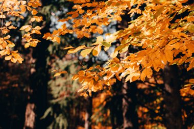 Montseny 'nin derin ormanları Katalonya, İspanya' da renkli bir sonbahar.
