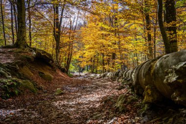 Montseny 'nin derin ormanları Katalonya, İspanya' da renkli bir sonbahar.
