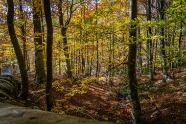 Montseny 'nin derin ormanları Katalonya, İspanya' da renkli bir sonbahar.