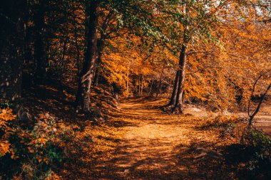 Montseny 'nin derin ormanları Katalonya, İspanya' da renkli bir sonbahar.