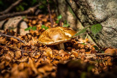 Montseny 'nin derin ormanları Katalonya, İspanya' da renkli bir sonbahar.