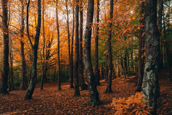 Montseny 'nin derin ormanları Katalonya, İspanya' da renkli bir sonbahar.