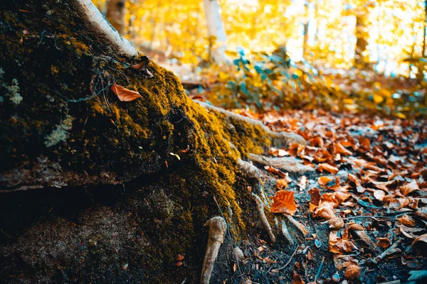 Montseny Nin Derin Ormanları Katalonya Spanya Renkli Bir Sonbahar — Stok fotoğraf