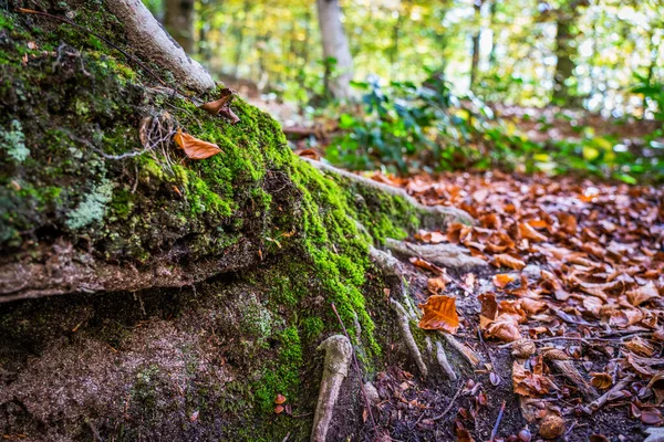 Montseny Nin Derin Ormanları Katalonya Spanya Renkli Bir Sonbahar — Stok fotoğraf