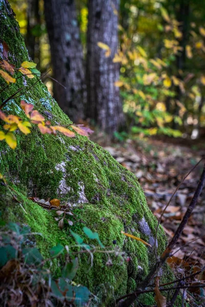 Montseny Nin Derin Ormanları Katalonya Spanya Renkli Bir Sonbahar — Stok fotoğraf