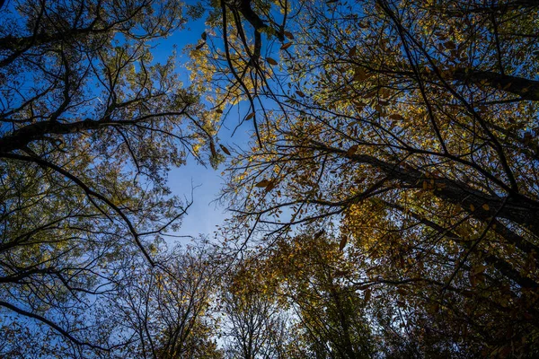 Montseny Nin Derin Ormanları Katalonya Spanya Renkli Bir Sonbahar — Stok fotoğraf