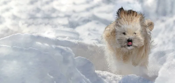 Cachorro Joven Corriendo Nieve Fotos De Stock