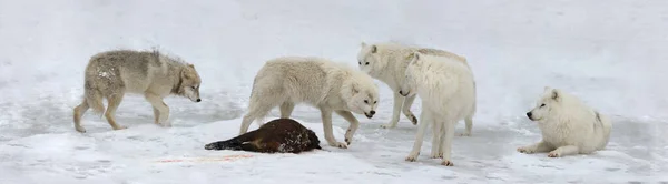 Manada Lobos Árticos Comiendo Imágenes De Stock Sin Royalties Gratis