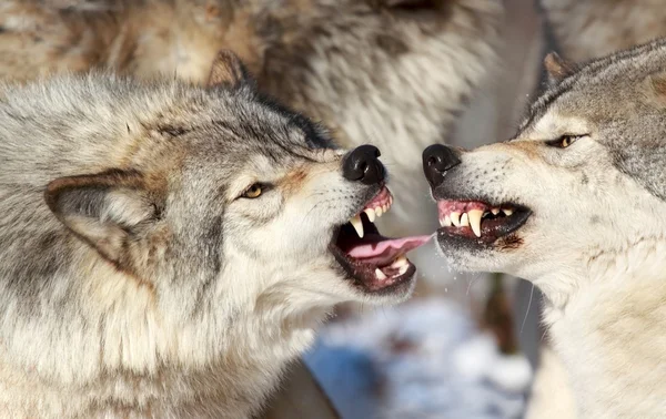 Wolves fighting in nature — Stock Photo, Image