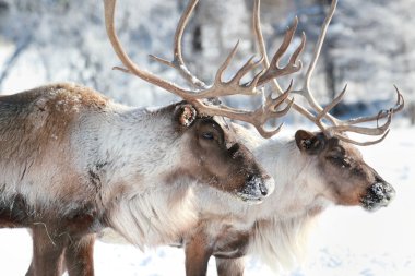 reindeer in nature clipart