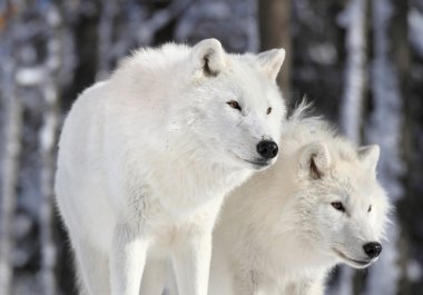 doğada Kutup kurtları