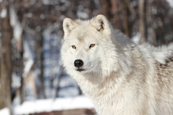 Kış aylarında Arktik kurt