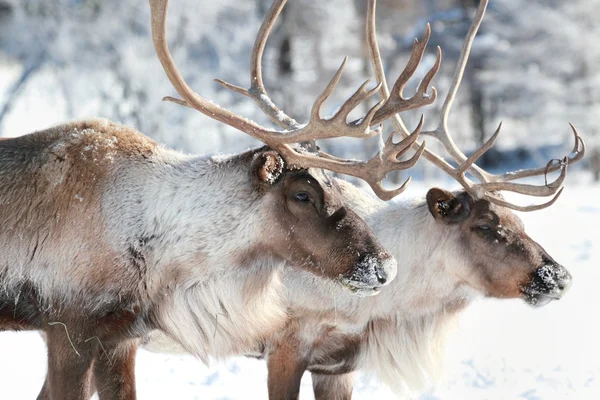 Renar i naturen — Stockfoto