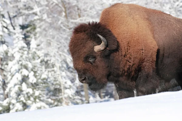 Bisonte na natureza — Fotografia de Stock