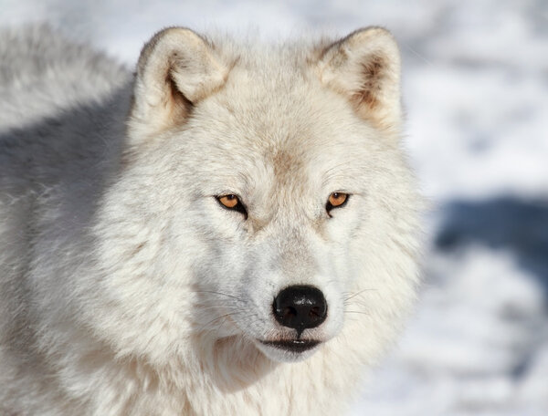 Face of arctic wolf in nature