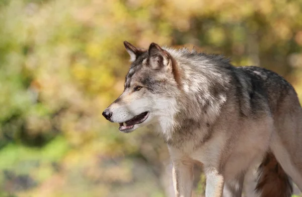 Lobo durante o outono — Fotografia de Stock