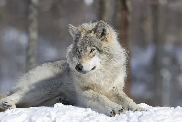 Lobo descansando en la nieve — Foto de Stock