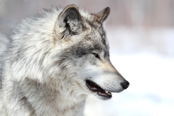 Grijze wolf in de winter — Stockfoto
