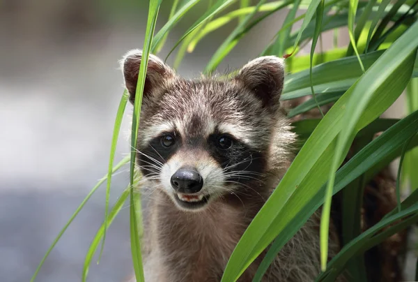 Yaz aylarında Rakun