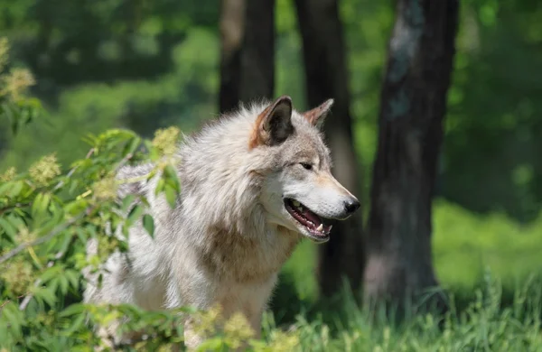 Lupo nella foresta — Foto Stock