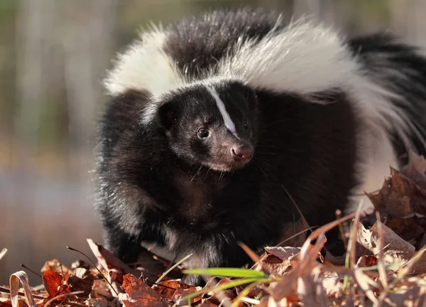 Big skunk in nature — Stock Photo, Image