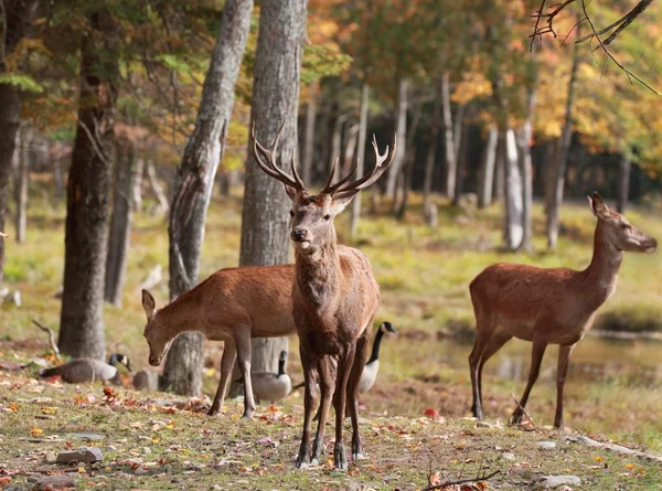 Ciervos rojos en el bosque —  Fotos de Stock