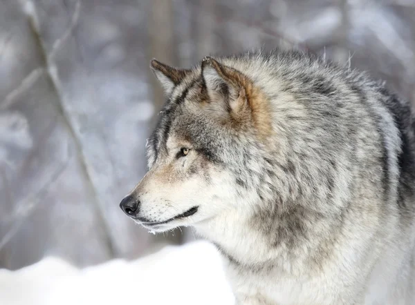 Perfil do lobo — Fotografia de Stock