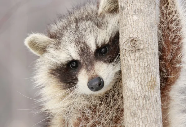 Raccoon in de natuur — Stockfoto