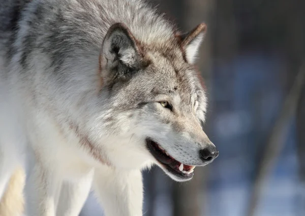 Λύκος κατά τη διάρκεια του χειμώνα — Φωτογραφία Αρχείου