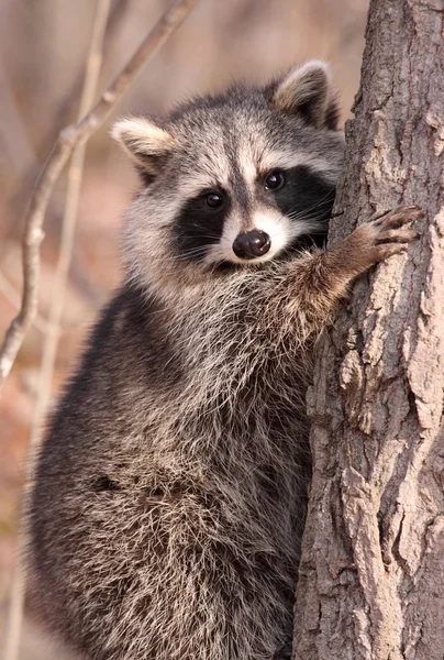 Raccoon in een boom — Stockfoto