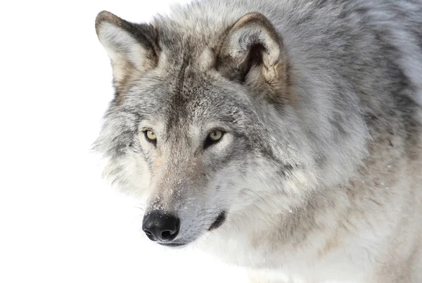 Portret szary wilk — Zdjęcie stockowe