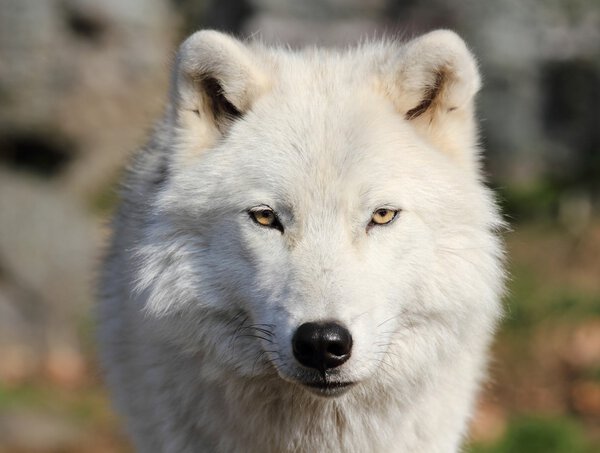 Face of arctic wolf in nature