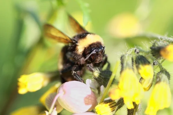 Bumblebee em flor — Fotografia de Stock