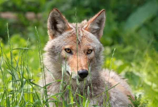 Coyote resting in grass — Stok fotoğraf