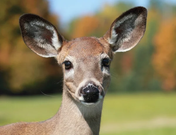 脸上的鹿 — 图库照片