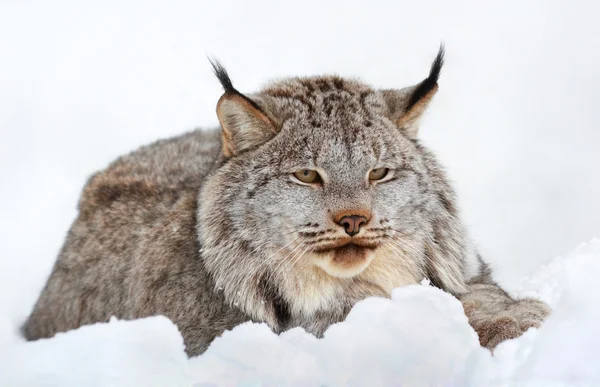 Bobcat покоится в снегу — стоковое фото