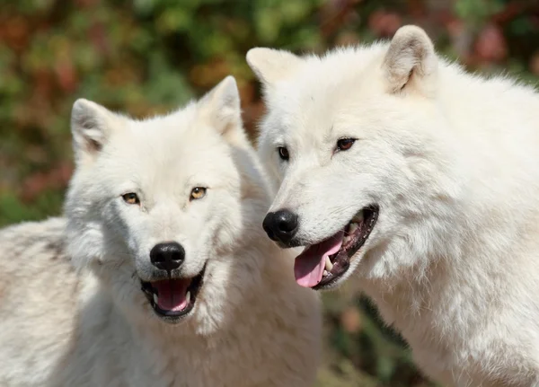 Арктичні вовки в природі — стокове фото